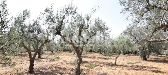 4000m² Land in Oria, Italy No. 28521 7