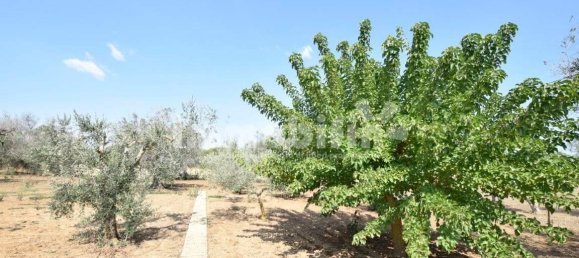 4000m² Land in Oria, Italy No. 28521 6