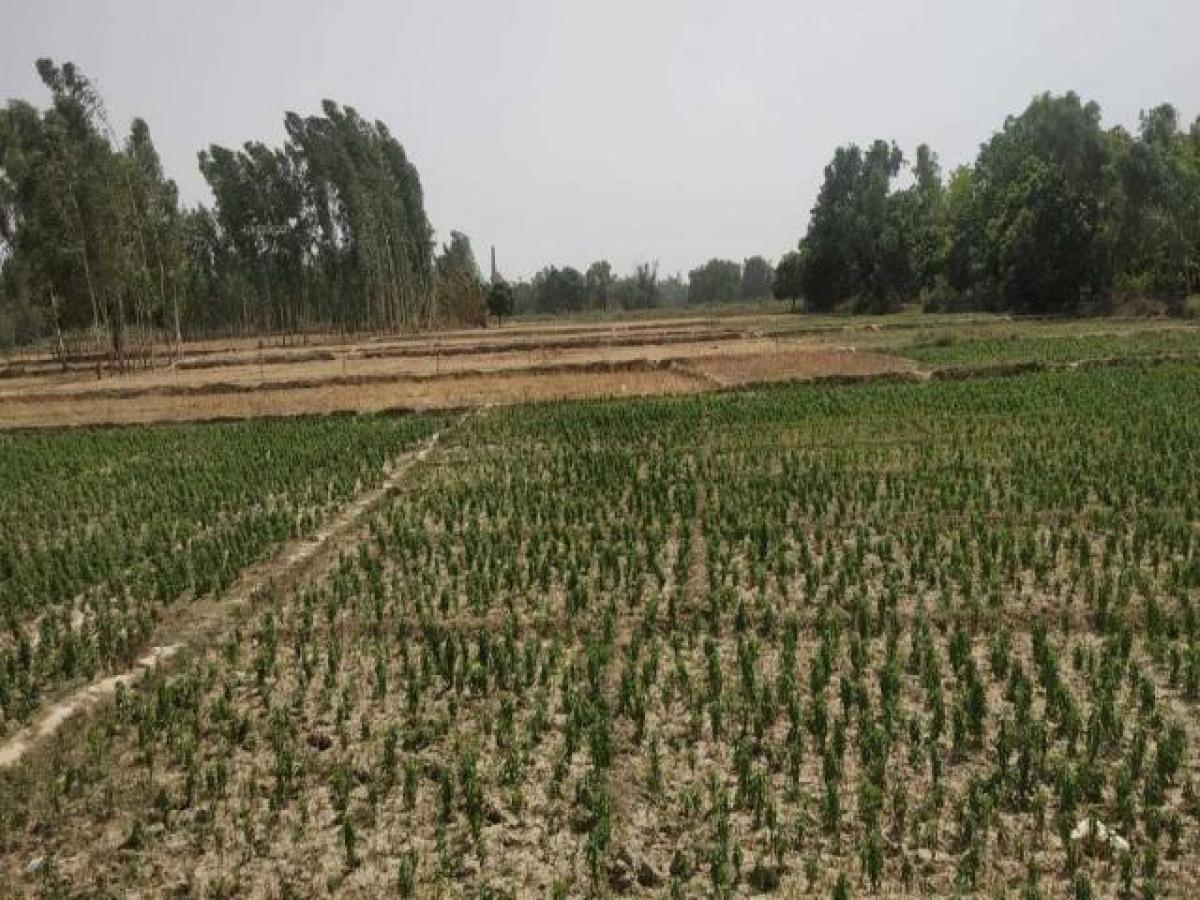 Grundstück in Lucknow, India, Nr. 34758