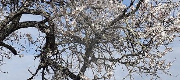 7800m² Land in Faro, Portugal No. 30852 11