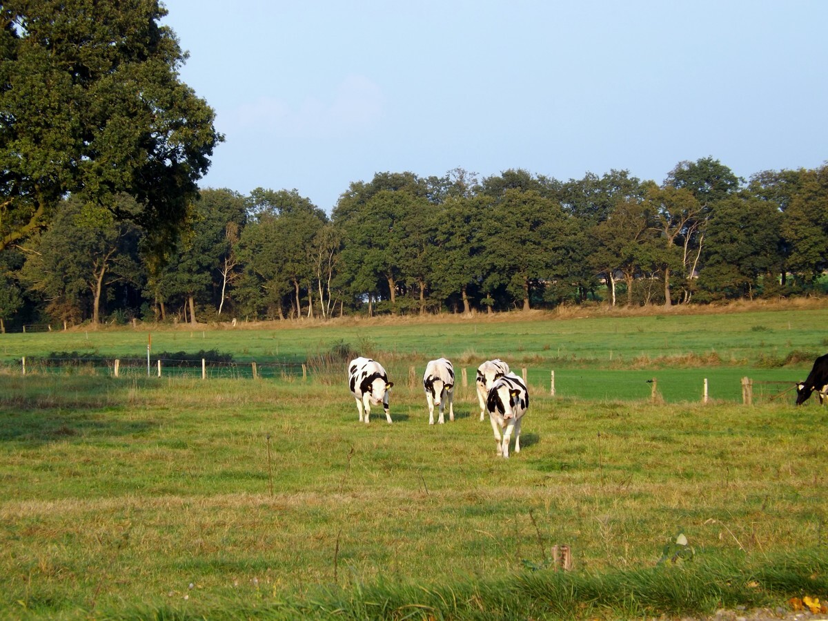  Land in Oldenburg, Germany No. 176268