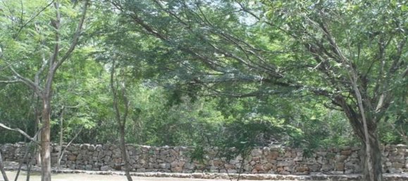 Terrain à Merida, Mexico No. 116709 2