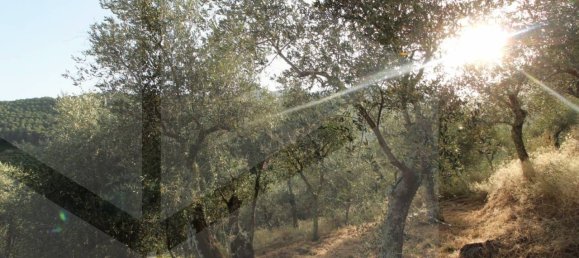 1-Zimmer Grundstück in Buti, Italy, Nr. 21329 16