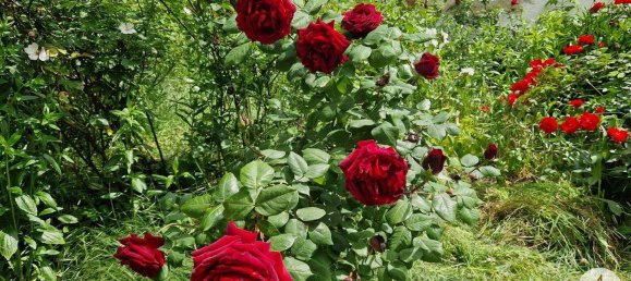 Дом с 3 комнатами в Хаугсдорф, Австрия № 168656 13