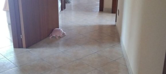 3 rooms Villa in Aci Sant'Antonio, Italy No. 298906 11