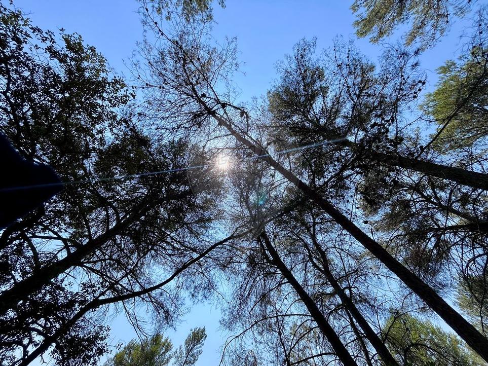 Terrain à Alcanena, Portugal No. 243421