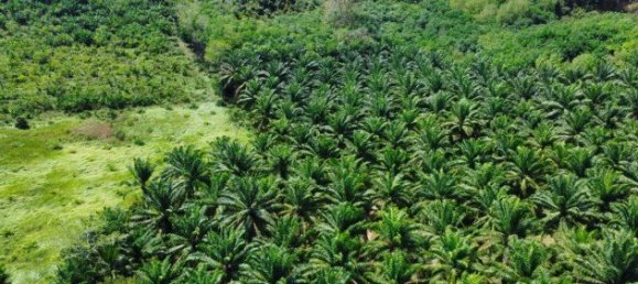 Propiedad comercial en Phuket, Thailand 26752 m² No. 12511 5