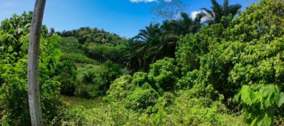 Propiedad comercial en Phuket, Thailand 26752 m² No. 12511 6