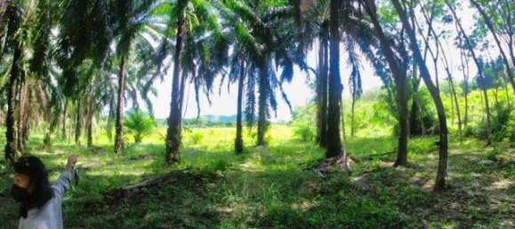 Propiedad comercial en Phuket, Thailand 26752 m² No. 12511 10