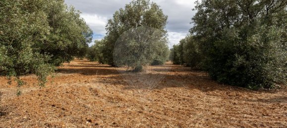 4 bedrooms House in Torres Novas, Portugal No. 30142 20