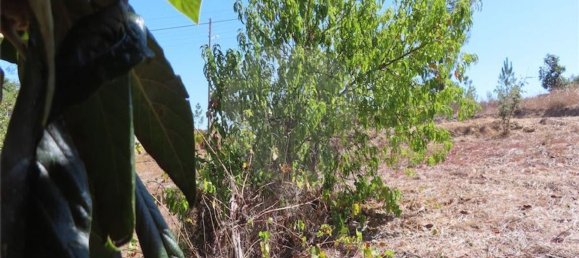 3 bedrooms House in Santo Andre das Tojeiras, Portugal No. 179465 16