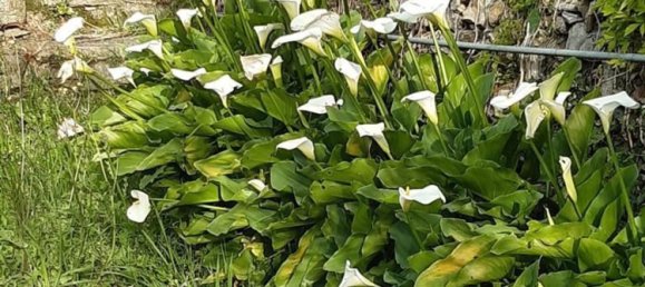 9 Schlafzimmer Haus in Casanova Lerrone, Italy, Nr. 380176 30