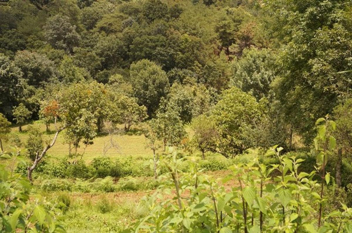  قطعة أرض في Tenancingo, Mexico رقم 204060