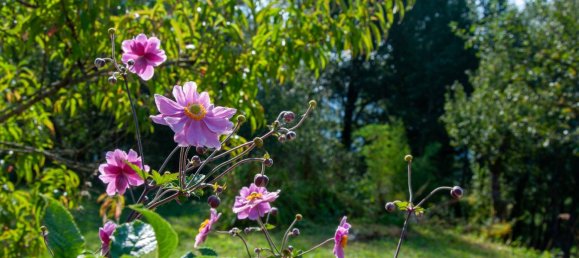 6 rooms House in Pabneukirchen, Austria No. 175136 30