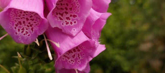 6 rooms House in Pabneukirchen, Austria No. 175136 10