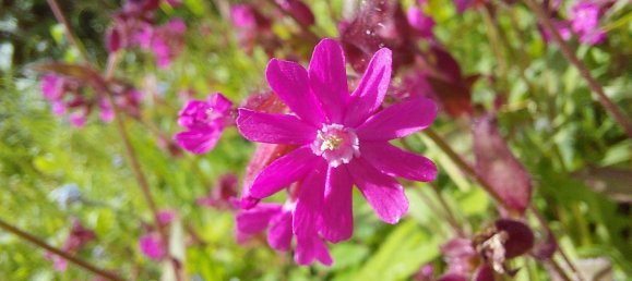 6 rooms House in Pabneukirchen, Austria No. 175136 7