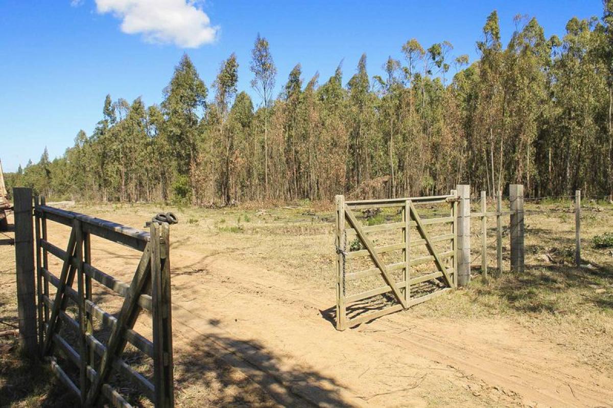 Ferme à Maldonado, Uruguay No. 14862