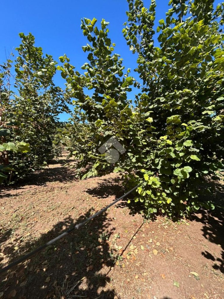  قطعة أرض في Civita Castellana, Italy 26046متر مربع رقم 273408