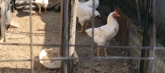 Grundstück in Arezzo, Italy 2470m², Nr. 139562 12