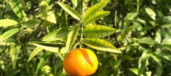 2 Schlafzimmer Haus in Estepona, Spain, Nr. 147368 14