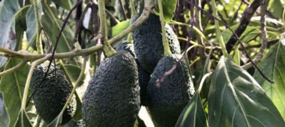 2 Schlafzimmer Haus in Estepona, Spain, Nr. 147368 15