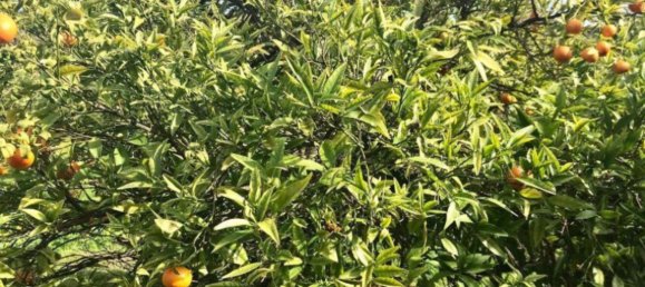 2 Schlafzimmer Haus in Estepona, Spain, Nr. 147368 18