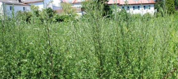 Terreno en Perchtoldsdorf, Austria 754 m² No. 160051 8