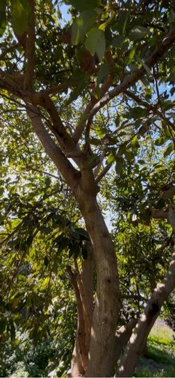  قطعة أرض في Granada, Spain 22186متر مربع رقم 198632