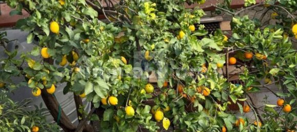 4 bedrooms Villa in Syracuse, Italy No. 244376 34