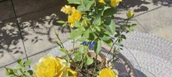 2-Zimmer Wohnung in Linz, Austria, Nr. 246913 34