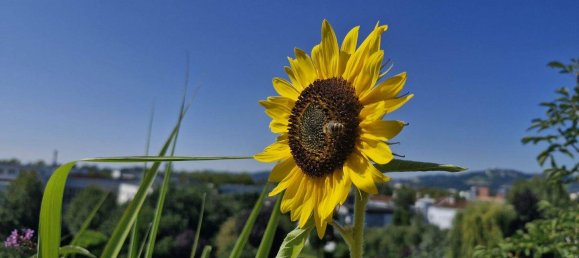 2-Zimmer Wohnung in Linz, Austria, Nr. 246913 30