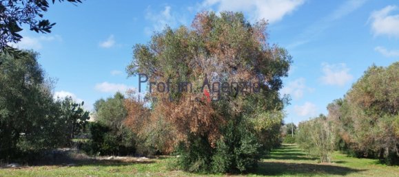 Grundstück in San Vito dei Normanni, Italy 6527m², Nr. 161433 8