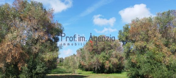 Grundstück in San Vito dei Normanni, Italy 6527m², Nr. 161433 7