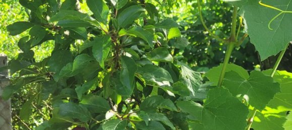 6 rooms Townhouse in Schwabach, Germany No. 278245 10