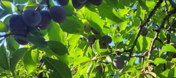 6 rooms Townhouse in Schwabach, Germany No. 278245 20