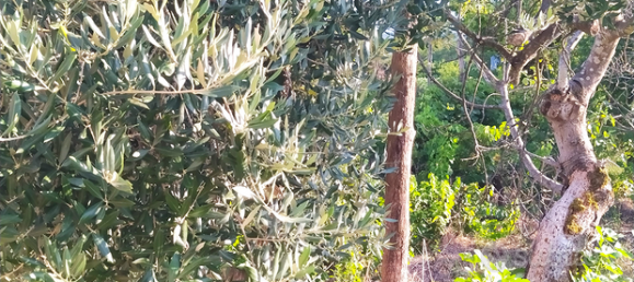 1000m² Land in Cervaro, Italy No. 267800 4