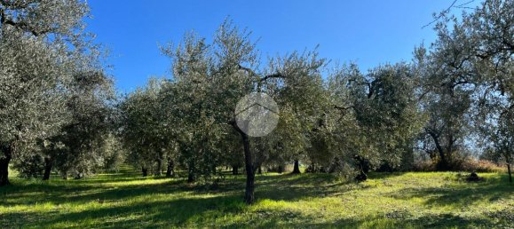 Terrain à Montebuono, Italy 10000m² No. 159794 7
