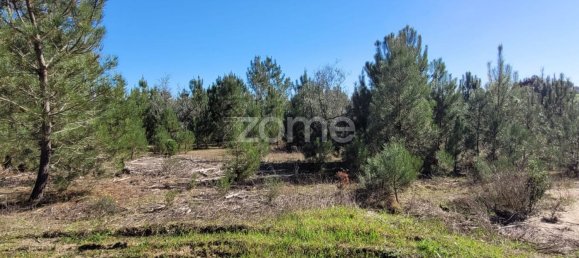 Grundstück in Coruche, Portugal 21000m², Nr. 85578 11