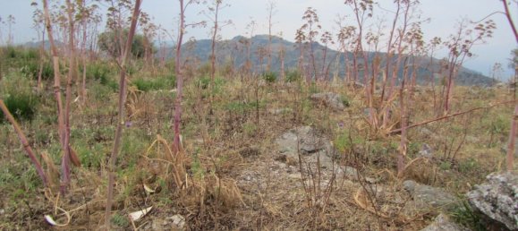 Земельный участок 7150м² в Кастельмола, Италия № 102341 4