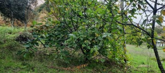 3 chambres Terrain à Cabeceiras de Basto, Portugal No. 149153 15