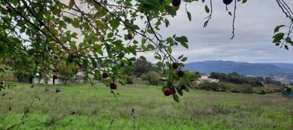 3 chambres Terrain à Cabeceiras de Basto, Portugal No. 149153 13