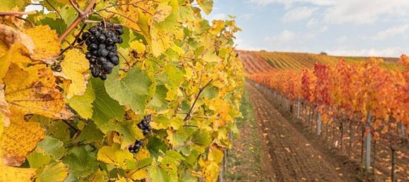  Land in Jennersdorf, Austria No. 167224 4