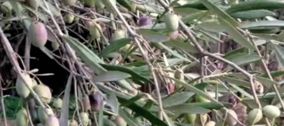 Land in Linguaglossa, Italy No. 372801 13