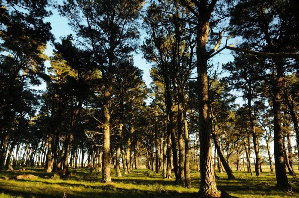 Farm in Maldonado, Uruguay No. 14606