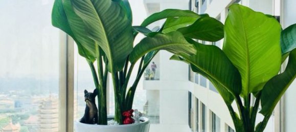 3 غرف نوم شقة في Thu Duc, Vietnam رقم 18203 11