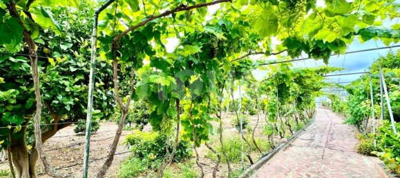 4 bedrooms Villa in Vera De Erques, Spain No. 14036 30