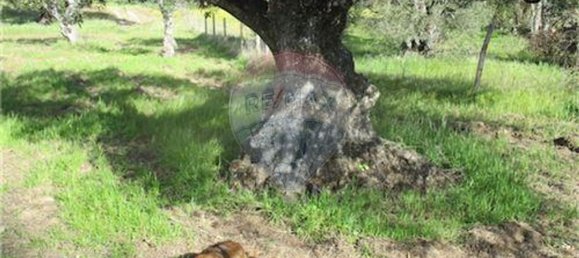 9 غرف نوم منزل في Penamacor, Portugal رقم 63133 9