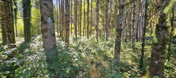 4 rooms House in Neudau, Austria No. 253159 5