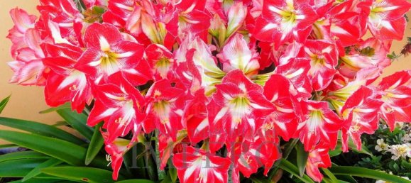 11 rooms Penthouse in Ventimiglia, Italy No. 151134 34