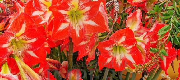 11 rooms Penthouse in Ventimiglia, Italy No. 151134 38